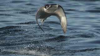 INCREDIBLE FLYING RAYS [upl. by Faubert]