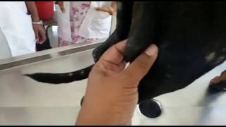 Palpating the Popliteal Lymph Node in Dog [upl. by Athiste854]