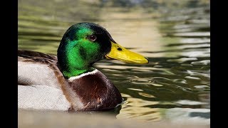 Amazing Mallard Duck Information [upl. by Flanders243]