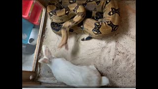 Live feedingA Giant Boa attack a large rabbit [upl. by Adam307]