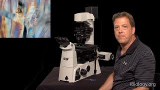 Microscopy Phase Polarization and DIC Stephen Ross [upl. by Anayk415]