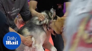 Pit bull savagely attacks Siberian husky at pet show [upl. by Novad]