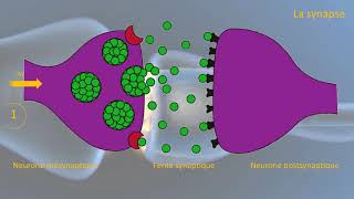 Le fonctionnement de la synapse [upl. by Tandi]