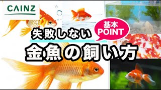 金魚の飼い方｜失敗しない設置から管理【カインズHOWTO】 [upl. by Einafats]