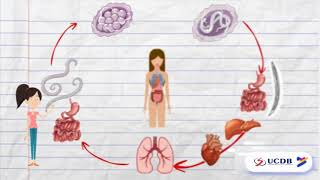 O CICLO DO ASCARIS LUMBRICOIDES  PARASITOLOGIA [upl. by Adnalra352]