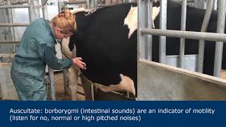 Abdominal examination in ruminants [upl. by Lucius]