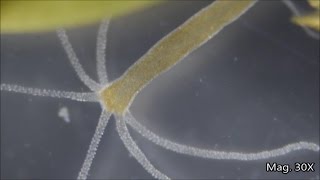 Hydra Under the Microscope [upl. by Straub996]