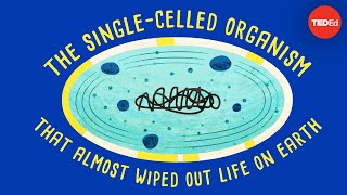 How a singlecelled organism almost wiped out life on Earth  Anusuya Willis [upl. by Blackstock]