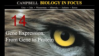 Biology in Focus Chapter 14 Gene ExpressionFrom Gene to Protein [upl. by Weikert]