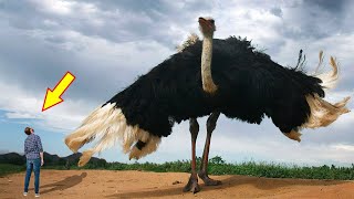 10 BIGGEST BIRDS In The World [upl. by Adidnere]