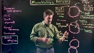 Circular DNA Replication [upl. by Lorie]