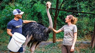 Couple raises OSTRICHES on their mountain homestead [upl. by Adnuhsed]