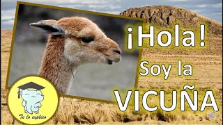 HOLA SOY LA VICUÑA [upl. by Rramal]