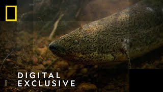 The African Lungfish  National Geographic UK [upl. by Neelhtak352]