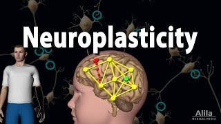 Neuroplasticity Animation [upl. by Hareenum]