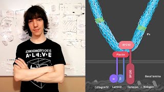 Hemidesmosomes Structure and Function [upl. by Natanoy]