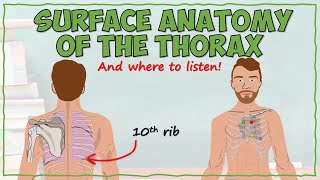 Surface Anatomy of the Thorax [upl. by Mathian]