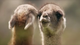 Brutal Fight for Dominance Among Guanacos  Wild Patagonia  BBC Earth [upl. by Taddeusz]