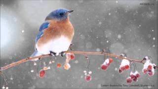 Eastern Bluebird Song [upl. by Onitnelav]