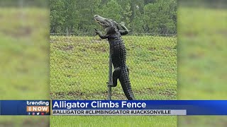 VIDEO Alligator Climbs Fence In Florida [upl. by Bartel995]