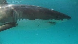 Great White Shark behavior [upl. by Llednor]