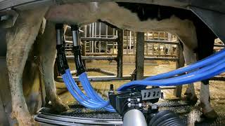 Milking Robot on Dairy Farm [upl. by Doak627]