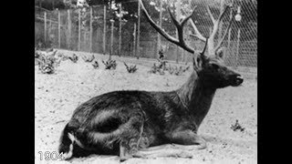 Schomburgks Deer [upl. by Aical]