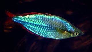 Dwarf Neon Rainbowfish Care Guide [upl. by Deery]