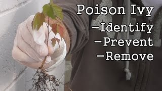 Poison Ivy How to Identify Prevent amp Remove [upl. by Chandra]