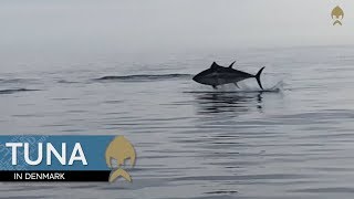 Bluefin Tuna fishing in Denmark  WestinFishing [upl. by Aniled]