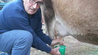 Treating a Dry Cow for Mastitis [upl. by Fadiman554]