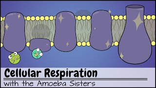 Cellular Respiration UPDATED [upl. by Hoang824]