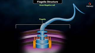 Flagellar structure  Grampositive and Gramnegative cells [upl. by Epoillac670]