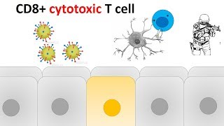 Unleashing the Tcell army  Cancer immunotherapy at Roche [upl. by Roskes5]