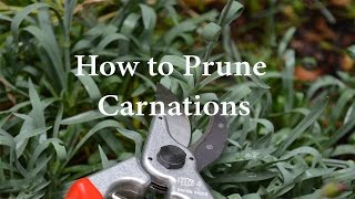 How to Prune Carnations or Dianthus [upl. by Yeslehc]