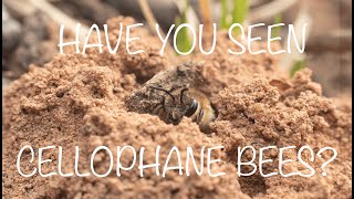 Learn all about cellophane bees Colletes inaequalis [upl. by Nylarac]