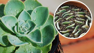 How to grow ECHEVERIA succulent from CUTTINGS and LEAVES  Care conditions [upl. by Chatterjee]