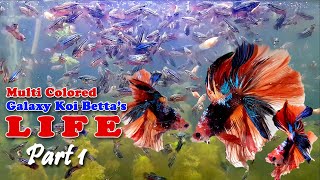 MultiColored Galaxy Koi Bettas Life  Breeding Betta Fish  How to Grow Betta Fish Part 1 [upl. by Eelnodnarb]