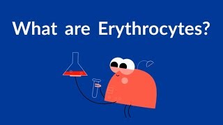 What are Erythrocytes Red Blood Cells [upl. by Zora281]