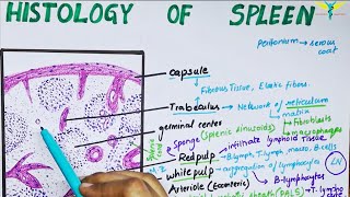 Histology of spleen [upl. by Bass]