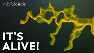 Slime Molds When Micro Becomes Macro [upl. by Hsakaa]