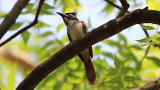 indian Paradise Flycatcher Call  Female [upl. by Atiuqes]