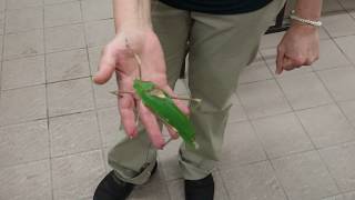 Noisy katydid [upl. by Ludba]