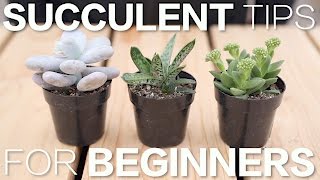 Succulent Tips for Beginners  Garden Answer [upl. by Socher]