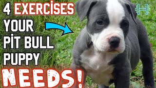 4 BEST exercises for your new pit bull puppy [upl. by Nnhoj]