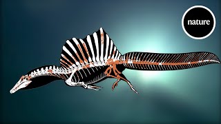 A swimming dinosaur The tail of Spinosaurus [upl. by Eignav]