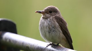 Nesting Spotted Flycatchers  Muscicapa striata  British Birding [upl. by Langham]