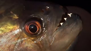 Vicious Piranha Moments  BBC Earth [upl. by Anasor913]