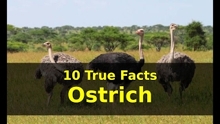 10 True Facts about Ostrich for Kids with audio [upl. by Uzial]