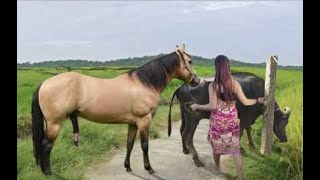 My sister training care her lovely horse in beginner 2021 [upl. by Nadnal]